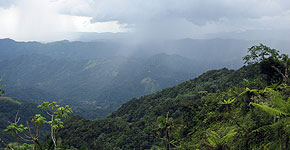 Bild von der wilden Natur und Wald der Insel Puerto Rico
