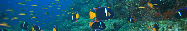 Abbildung von Fischen unter Wasser
